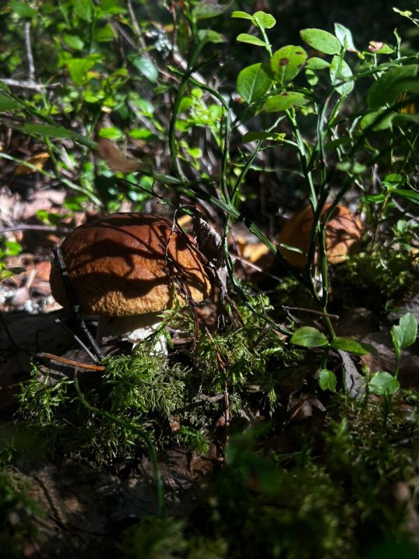 Грибы: Искусство безопасной тихой охоты и гастрономические тренды 2026 года