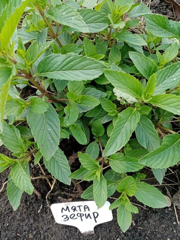 ����� �������� ����: ��� �������� ���� ��������� �����?