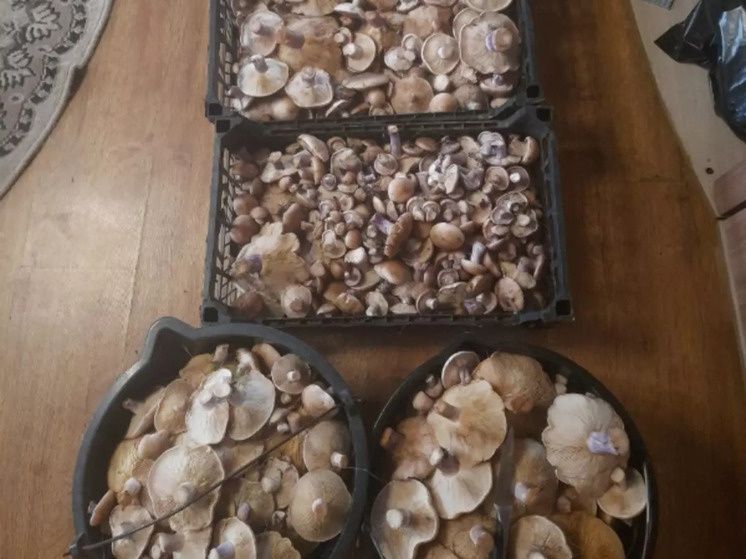 Грибной сезон в Ростовской области: где искать лиловоногую рядовку