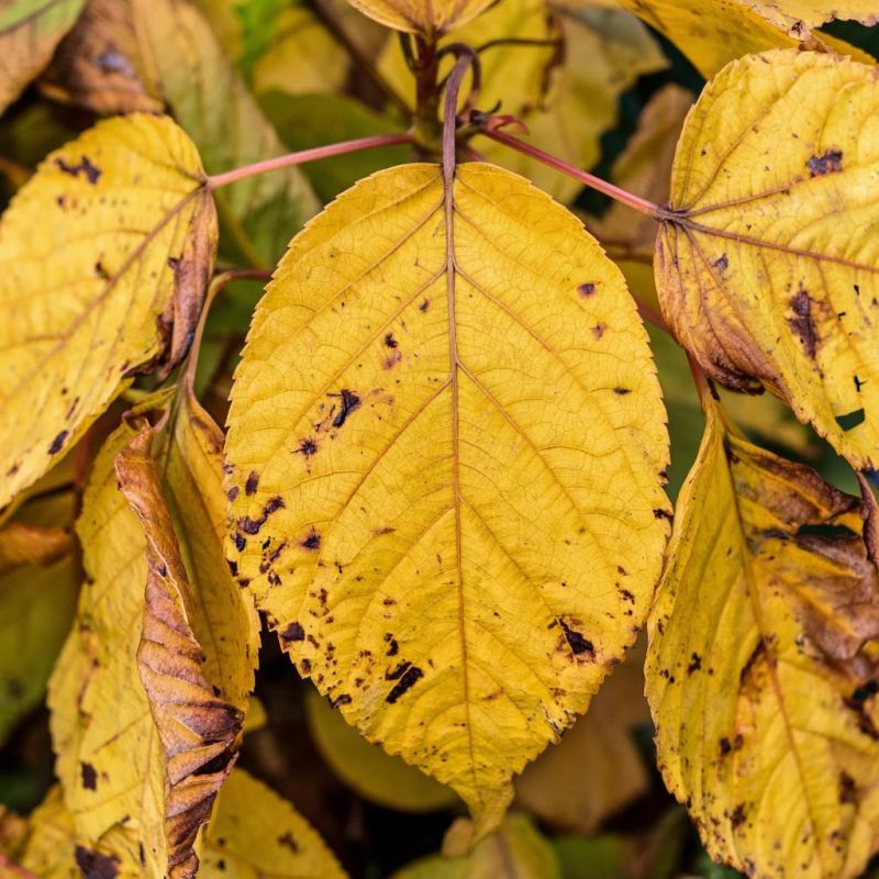 Как цвет листьев вашего растения может рассказать о его здоровье