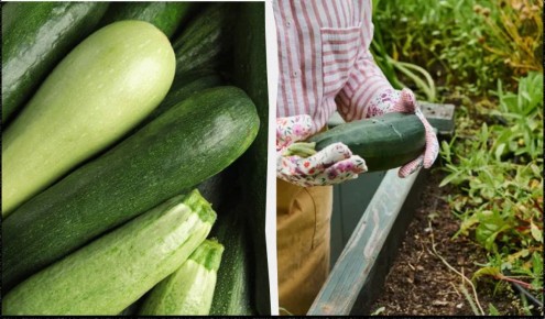 ���������� ������ �������� �� ����������: ������ ��������� ��� ������ �������