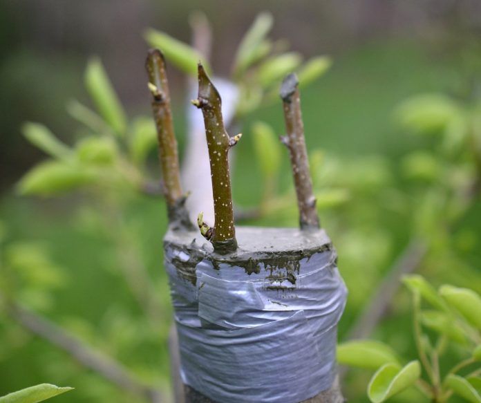 ����� ����� ��������� �������: ����������� ������� ��������� �����������