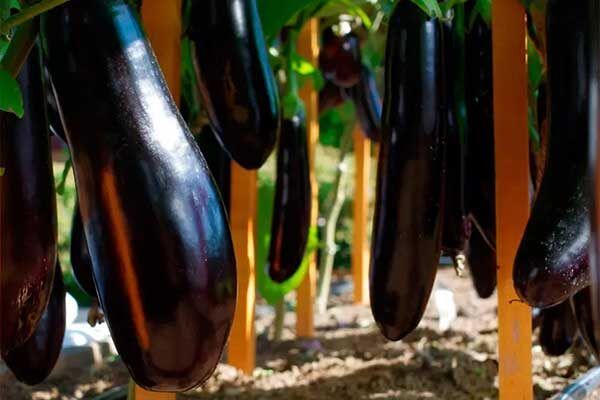 ������ �������� �������� ������ ���� ��������� ����� ����������� � ��� ��� ��������� ����������?