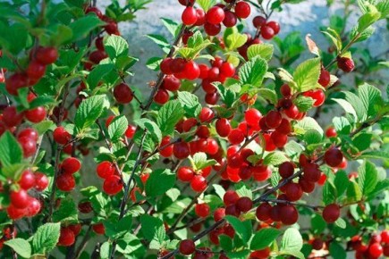 Вишня Царевна: новый фаворит садоводов сибирского региона