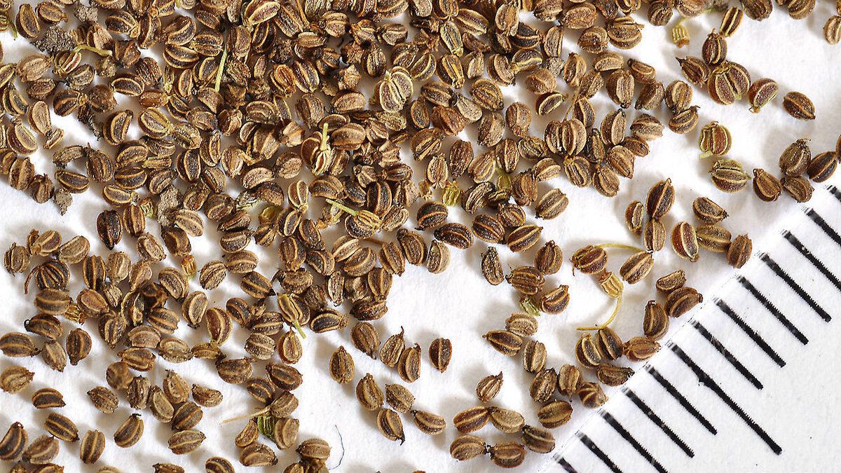 ������� ����������� �������� �����