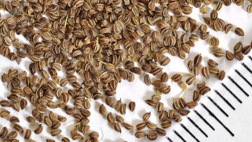 Секреты правильного хранения семян