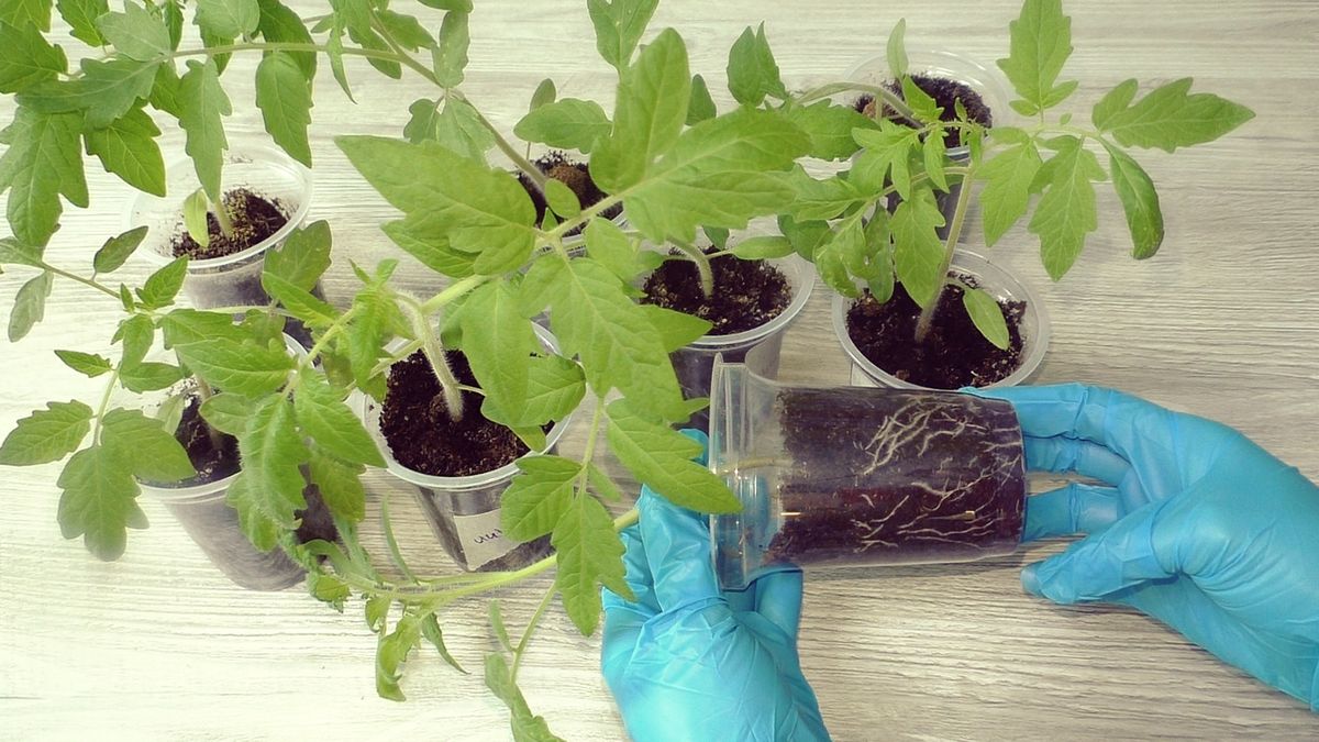 ��� ��������� ������������� ������: ������� ������ ���������