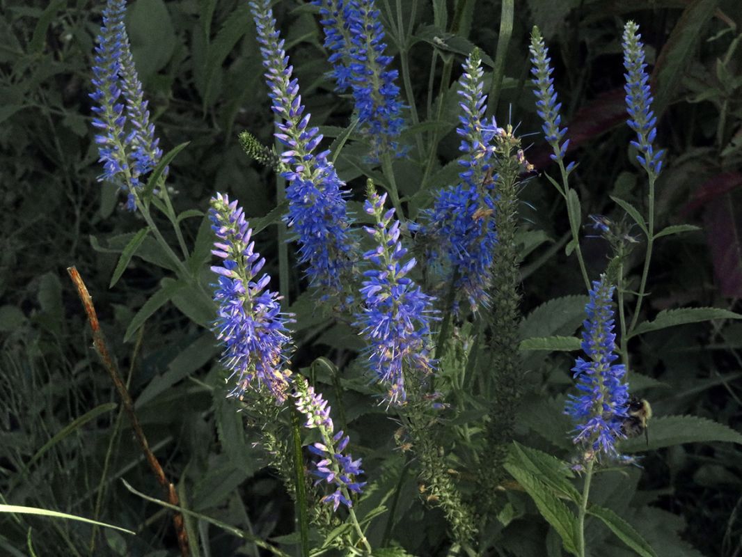 �������� ������: ����������� ������������� � ���������� �������