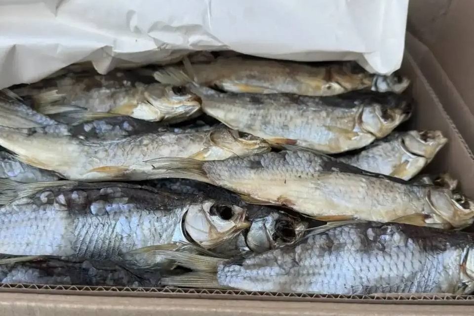 Контрабанда вяленого леща пресечена в Оренбуржье