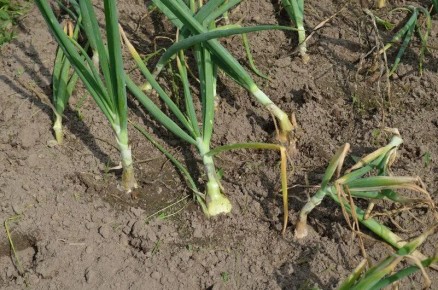 Как правильно подготовить лук к сбору: три главных шага