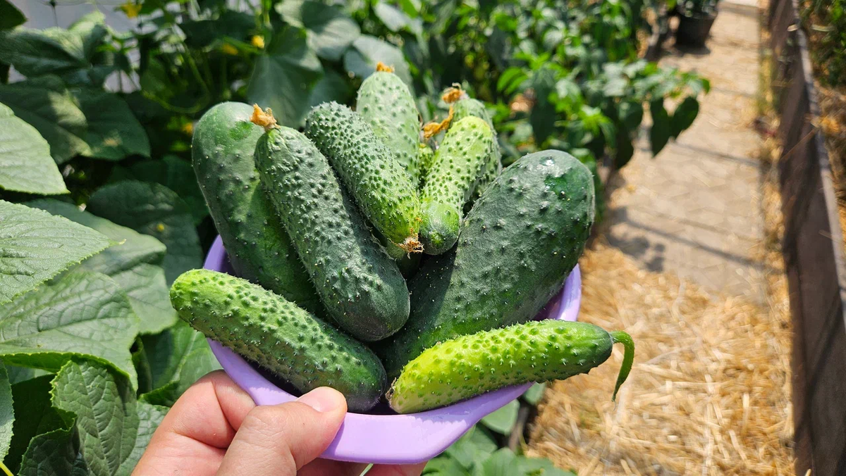 Формирование огурцов: как добиться рекордного урожая