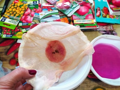 Секреты успешного посева томатов: от выбора семян до дружных всходов