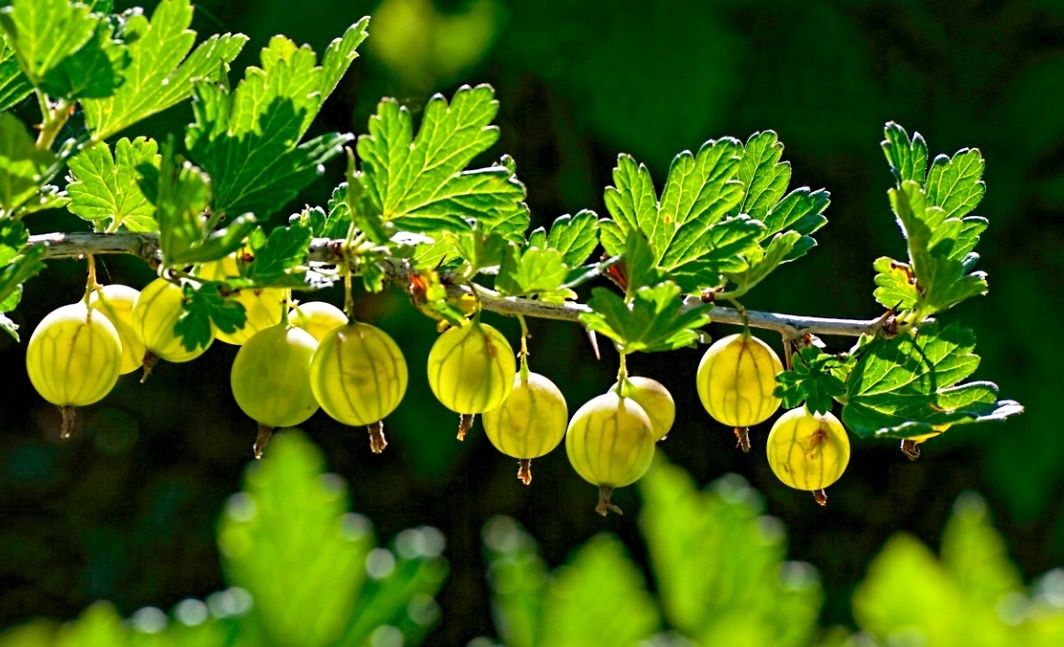 ���������: ����������� � ������� ����� ������� ������