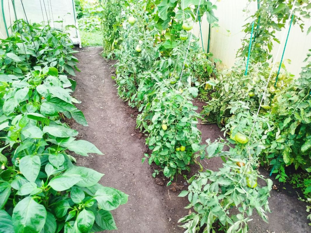 ������ ��������� �� ����: ��� ��������� ����� ����