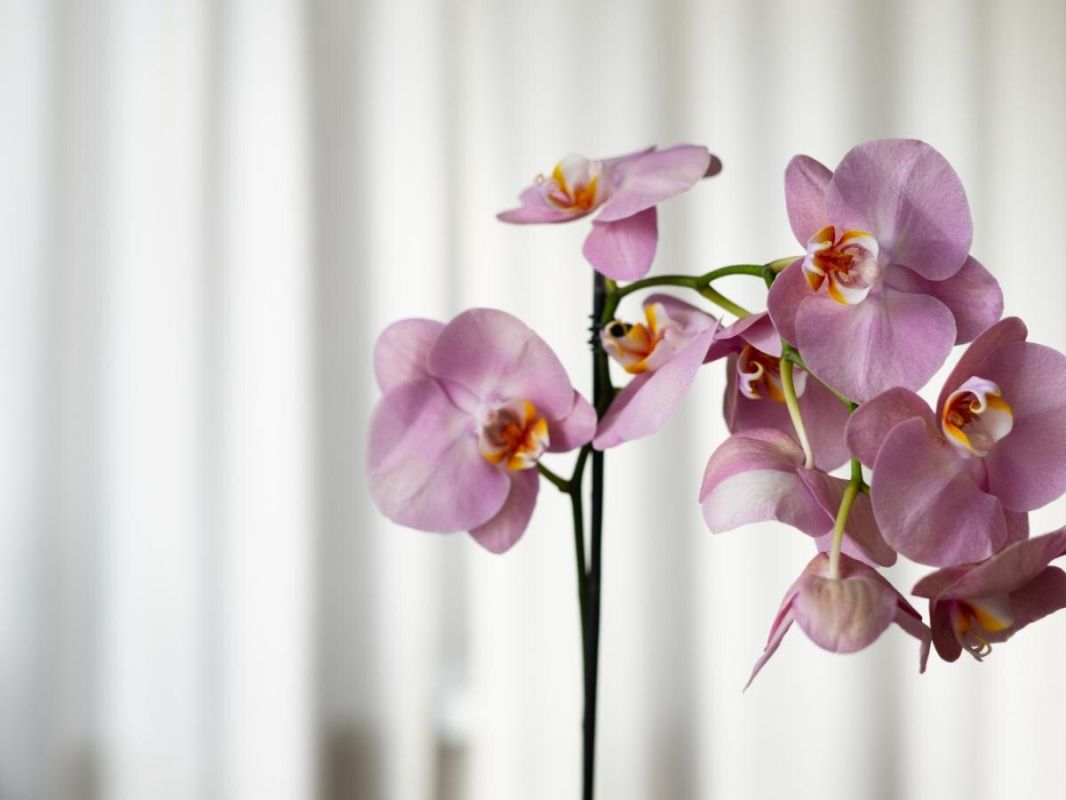 ��� �������� ���������� �������� �����������: ������� �����