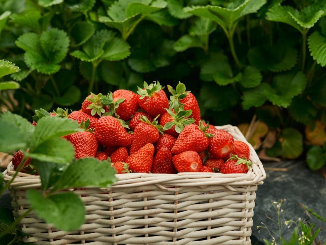 ����� ��������� ����� ��������: ��� �������� ���������������� ������