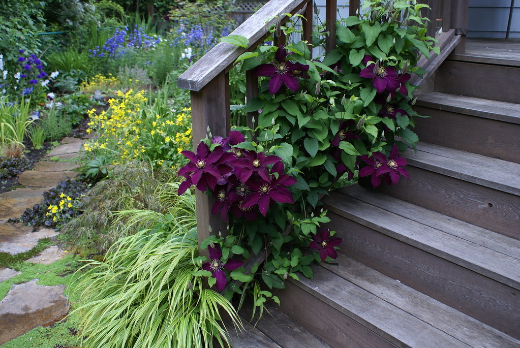 Как клематис становится ярким акцентом вашего сада