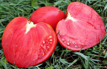 Лучшие сорта для вашего огорода в этом сезоне