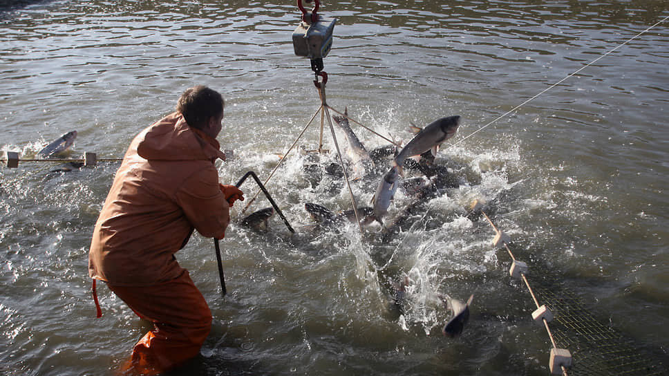 Рыбное изобилие: в Азово-Черноморском бассейне увеличили вылов на 9,2 тыс. тонн