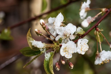 Как защитить свои растения от неожиданных весенних заморозков