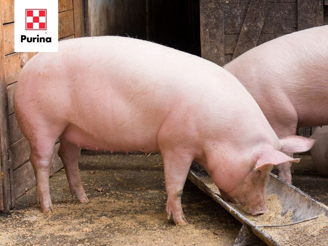 ��� �������� ���������� ������� ���� � ���� � ������