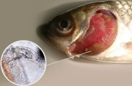 Как защитить себя от описторхоза при поедании соленой и вяленой рыбы