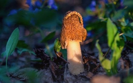 В Новосибирской области ограничат сбор редких грибов