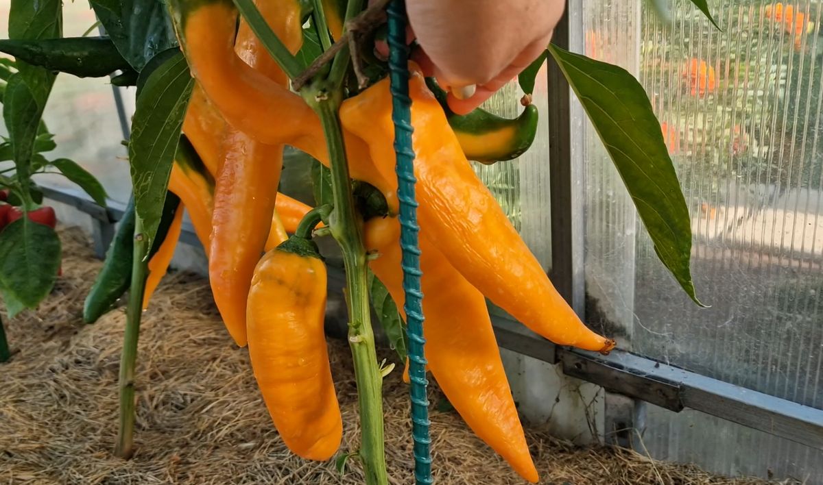 ��������� ����� �����, ������� ����� �������� � 2026 ����