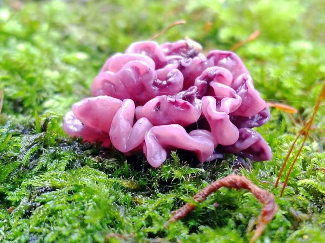 ����������� ����� ����������� �����������: ������������ ������������