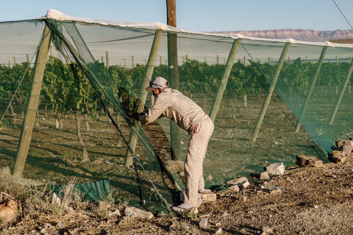 Уникальная винодельня в пустыне Намибии и её тайны
