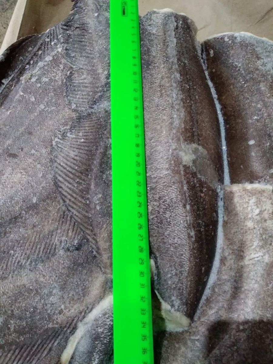 Синекорый палтус: незаменимый источник здоровья из холодных морей