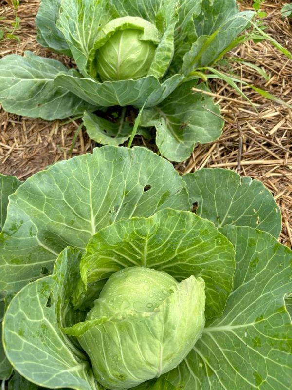 ��� ������� ���� �������� �������� ������������