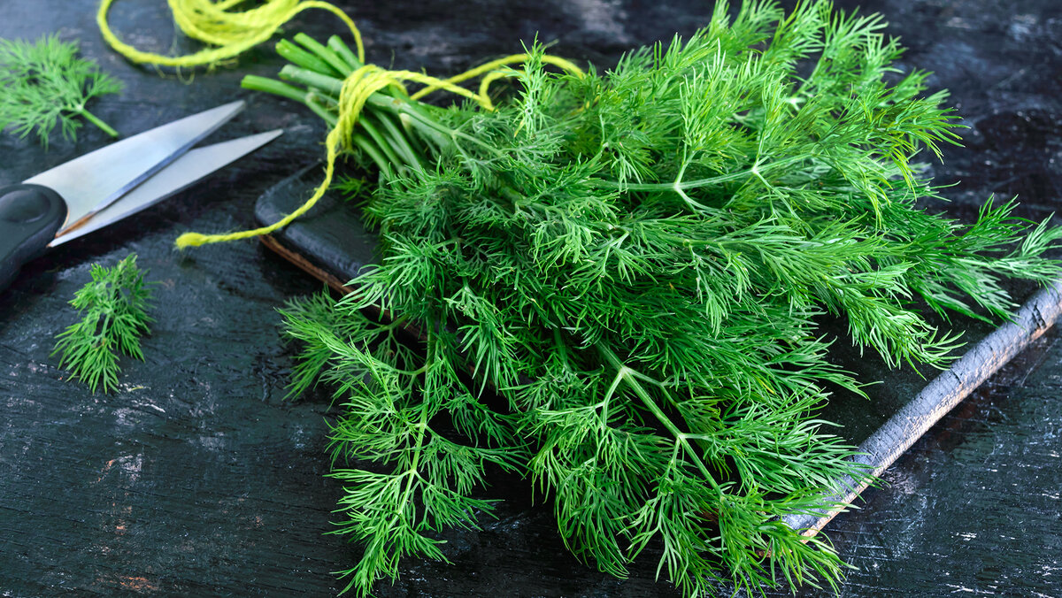Как выбрать свежий укроп и не ошибиться