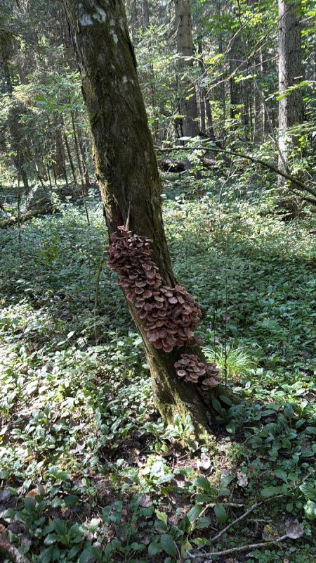 ����������� ����������� � ������ ����