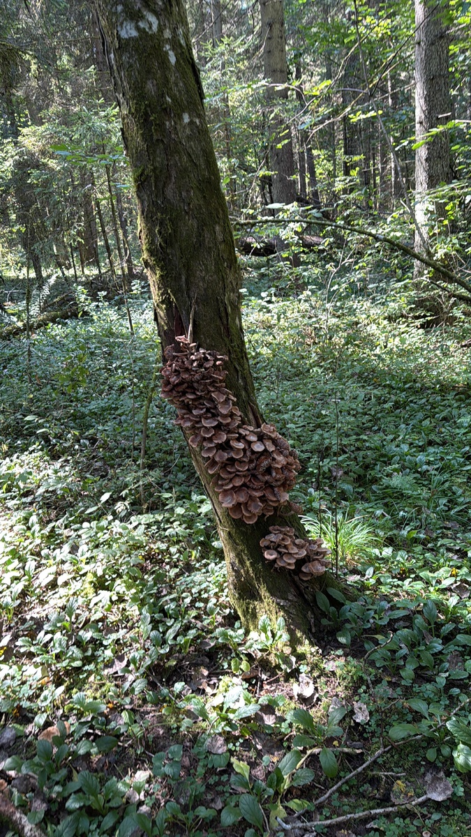 Неожиданные приключения в лесной чаще