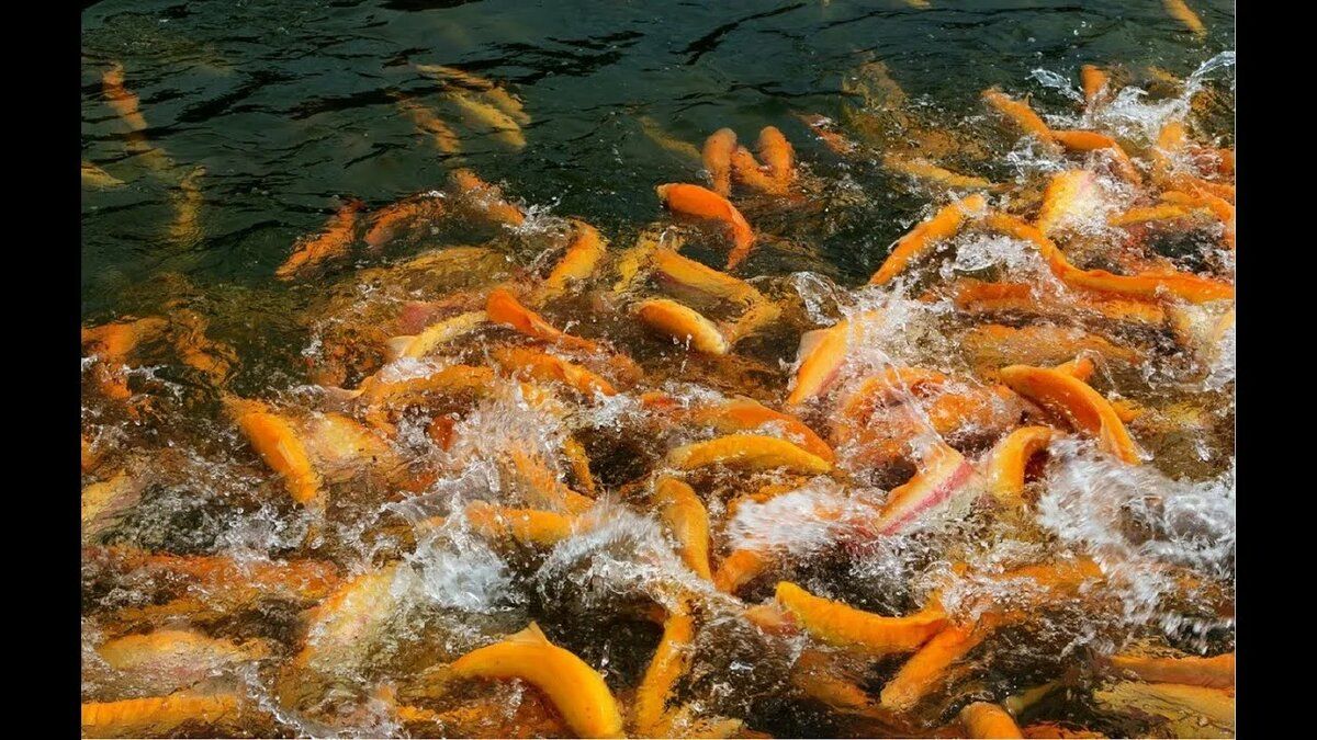 ������-���� ������� ��������� "������" ��� ������������� �������