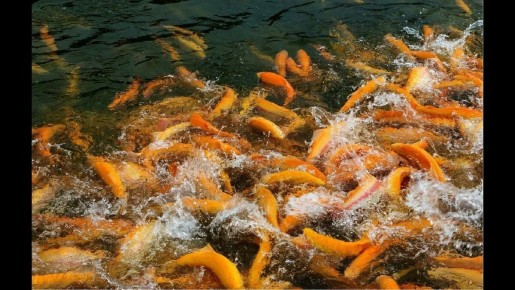 ������-���� ������� ��������� "������" ��� ������������� �������