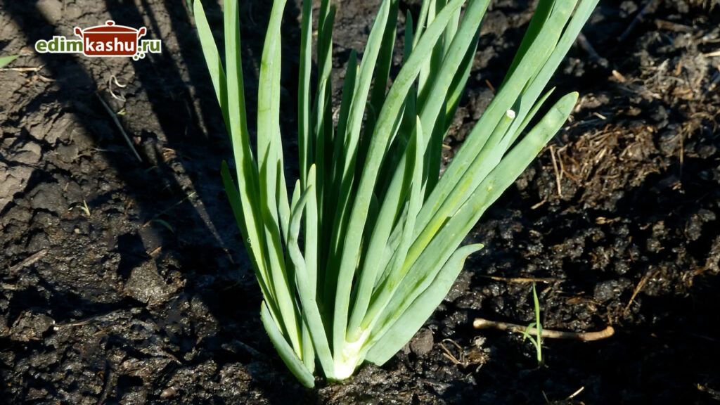 ��� ��������� �������� �������� ���� �� ����: ������� �������