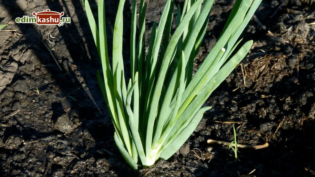 Как сохранить свежесть зеленого лука на зиму: простые секреты