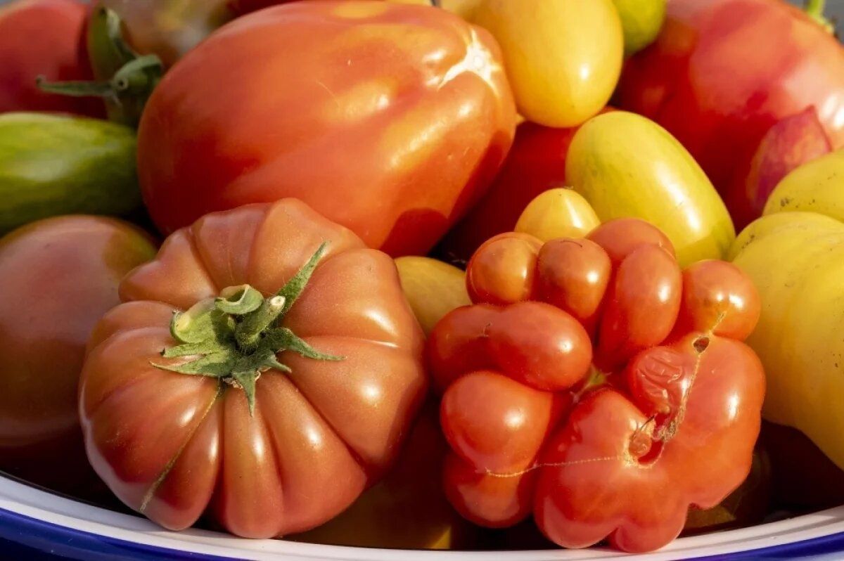 ������ ����� �������� �������� �� ������� ������: ������ ��������