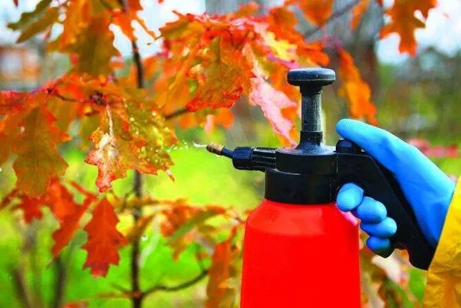 Осень в саду: эффективные стратегии борьбы с вредителями