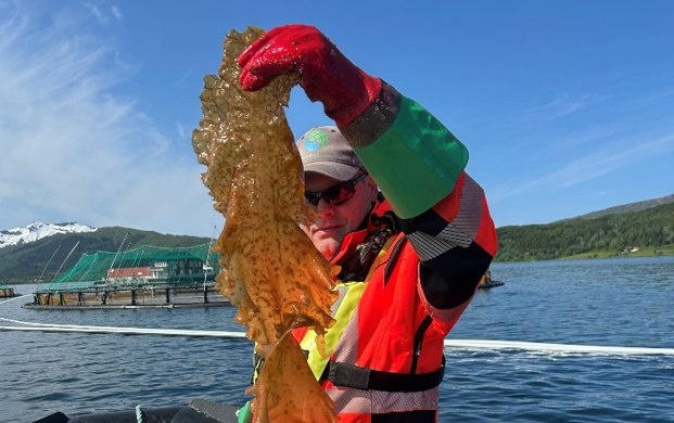 Инновации в аквакультуре: как Folla Alger меняет правила игры