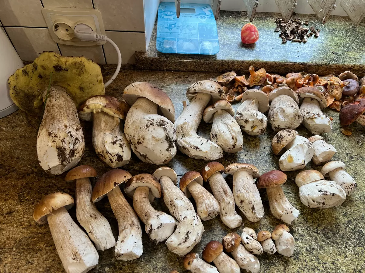 Грибной бум этого августа: белые, рыжики и неожиданные находки на тропах