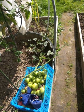 Зеленые томаты: от фитофторы до вкуснейшей икры