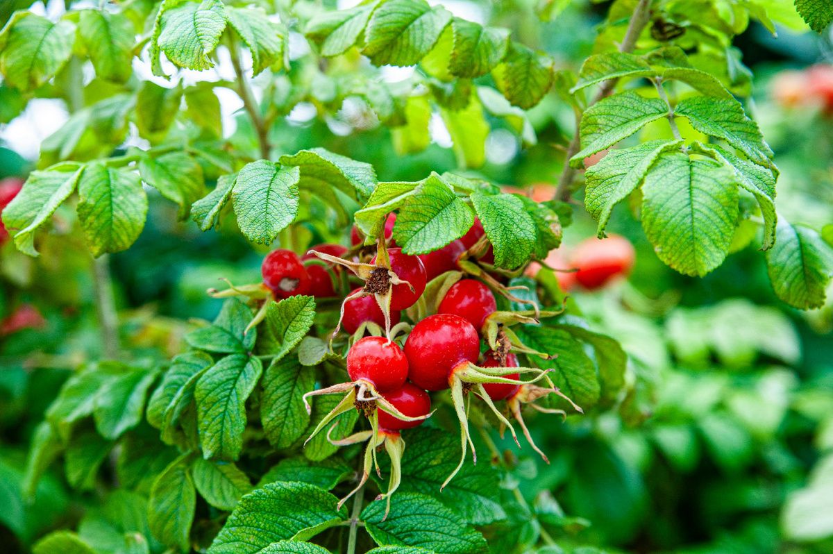 ����� ���������: ������� ������� ��� �������� � ����������