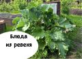 Ревень: универсальный ингредиент для кулинарии