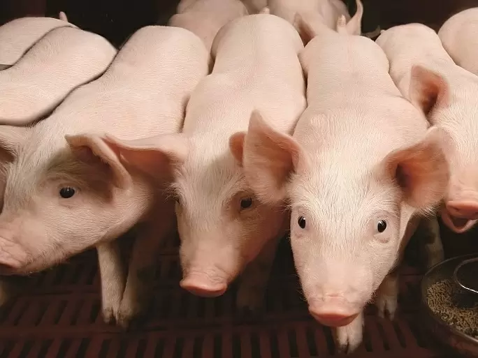 Производство свинины достигло рекордов