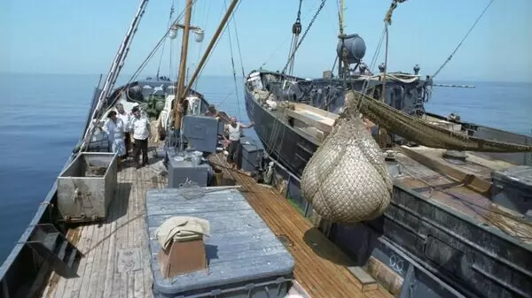 Рыбная переработка должна проходить только в море, считает эксперт