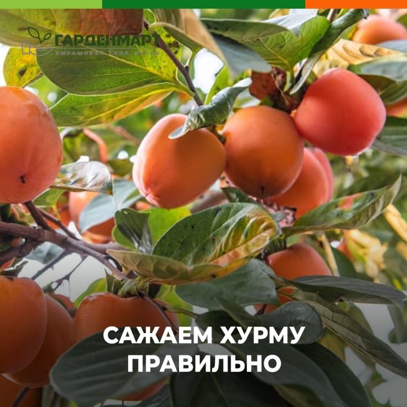 Как правильно посадить хурму в своем саду